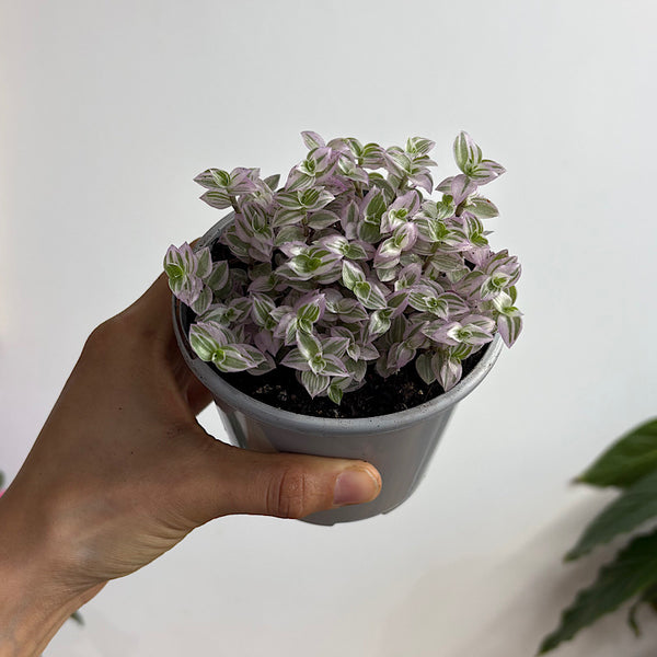 Callisia Repens Pink Lady 105mm