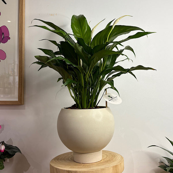 Peace Lily in Medium Orbit Pot Oatmeal