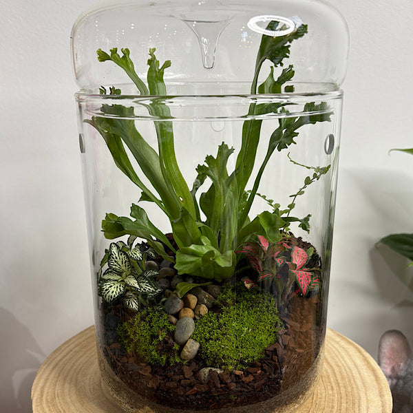 Astrid Tall Drip Terrarium with Ferns and Fittonias