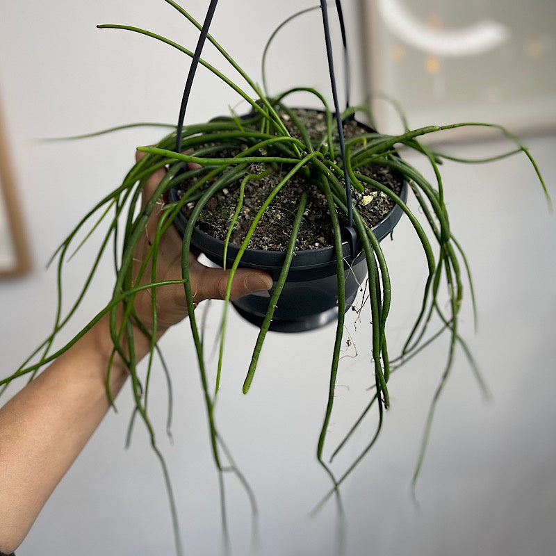 Rhipsalis Baccifera 150mm Hanging