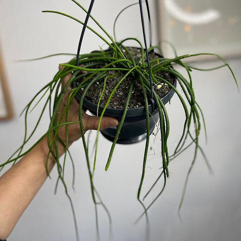 Rhipsalis Baccifera 150mm Hanging