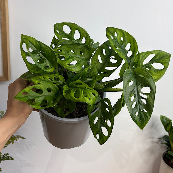 Monstera Monkey Mask 170mm