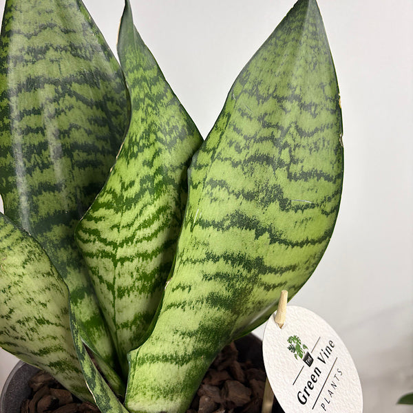 Sansevieria Snake Plant in Medium Oslo Pot Licorice