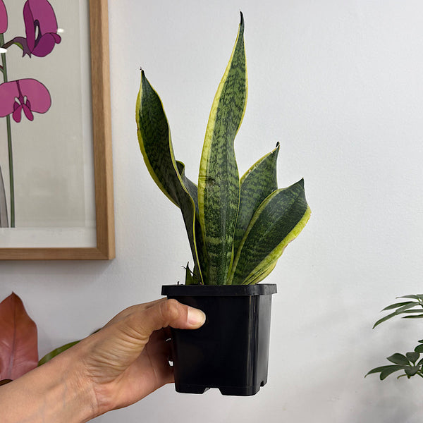 Sansevieria Superba Snake Plant 100mm