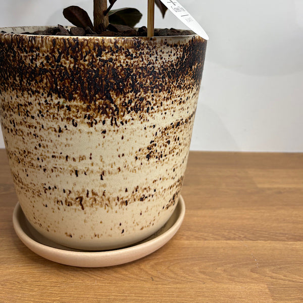 Ficus Ruby in Large Gerti Pot Cookies & Cream