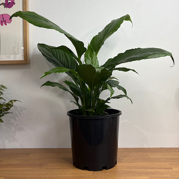 Spathiphyllum Peace Lily 200mm