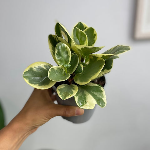 Peperomia Obtusifolia Albo Marginata 105mm