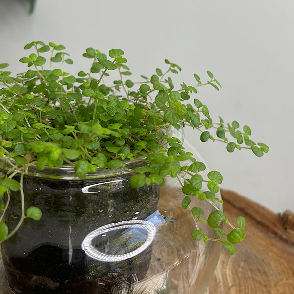 Indoor Plant  in Small Self Watering Glass Pot