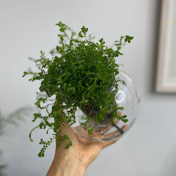 Club Moss in Medium Tilted Self Watering Glass Pot