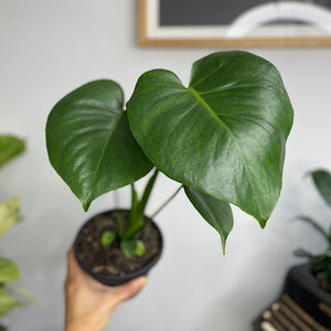 Monstera Deliciosa 130mm