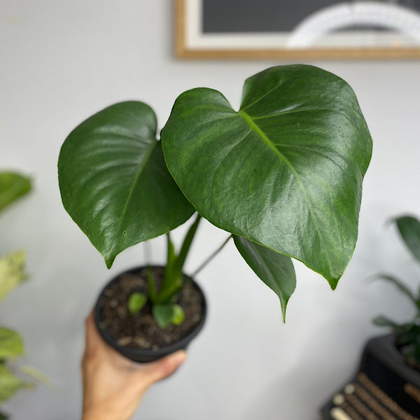 Monstera Deliciosa 130mm