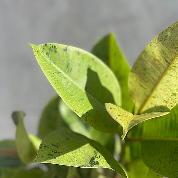 Ficus Elastica Shivereana 190mm