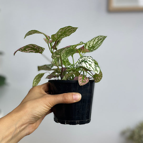 Hypoestes Triple Polka Dot Plant 100mm