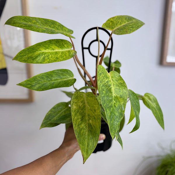 Philodendron Painted Lady 130mm