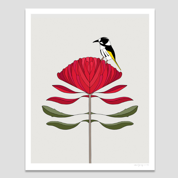 New Holland Honeyeater And Waratah Art Print by Eggpicnic”