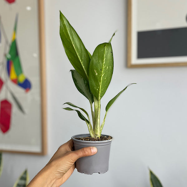 Aglaonema 100mm