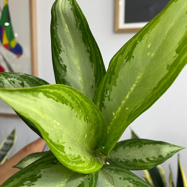 Aglaonema 100mm