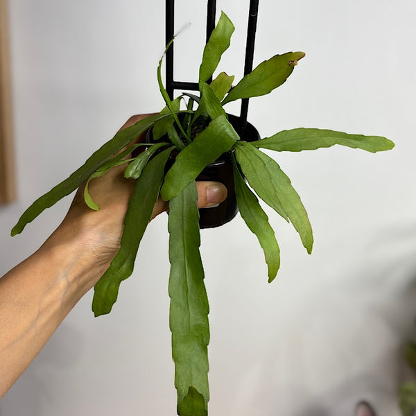Rhipsalis Ramulosa 80mm