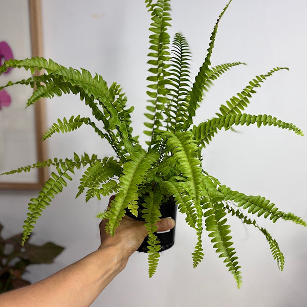 Nephrolepis Montana Boston Fern 100mm
