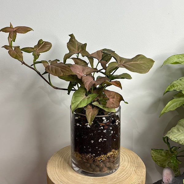 Syngonium Pink Splash in Glass Cylinder