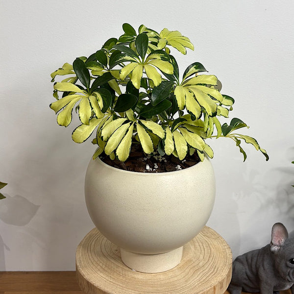 Schefflera Arboricola Madame De Smet in Medium Orbit Pot Oatmeal