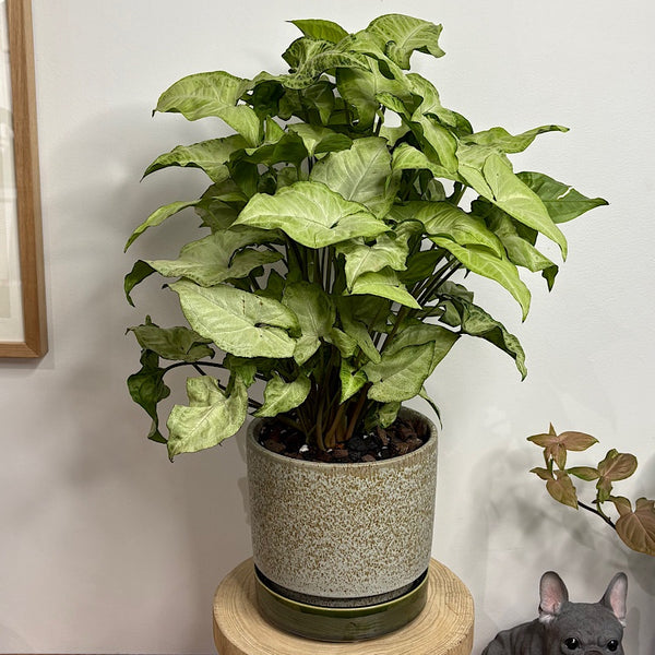 Syngonium White Butterfly in Medium Pollock Pot Limestone