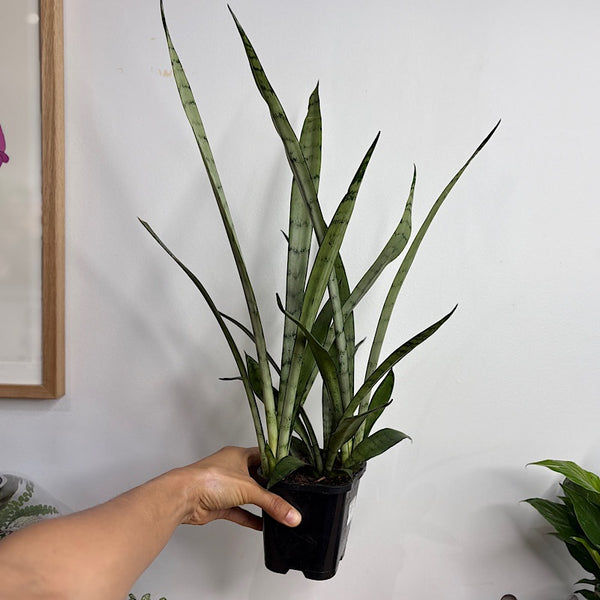 Sansevieria Snake Plant Silver Princess 120mm