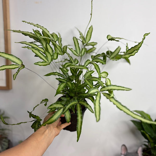 Pteris Albo-Lineata 120mm