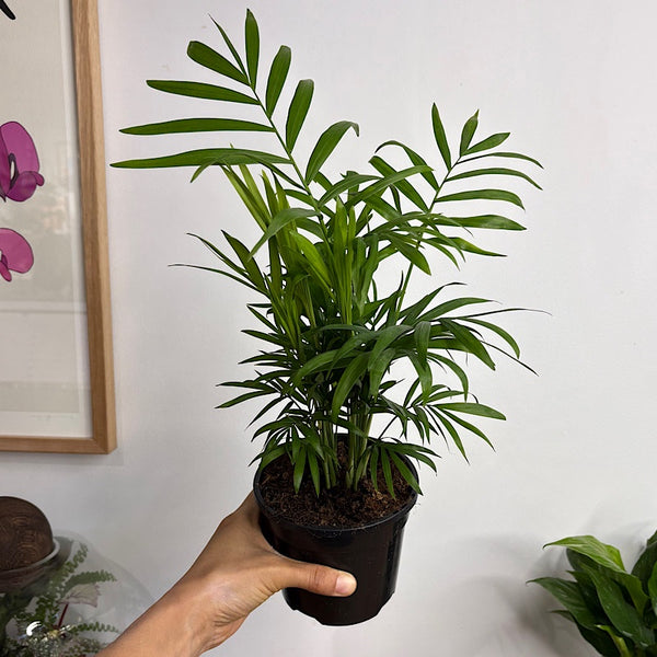 Chamaedorea Elegans Parlour Palm 120mm