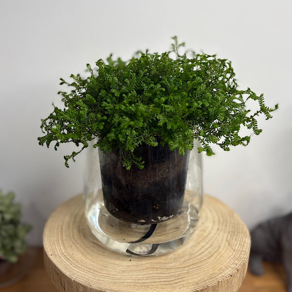 Club Moss in Large Self Watering Glass Pot