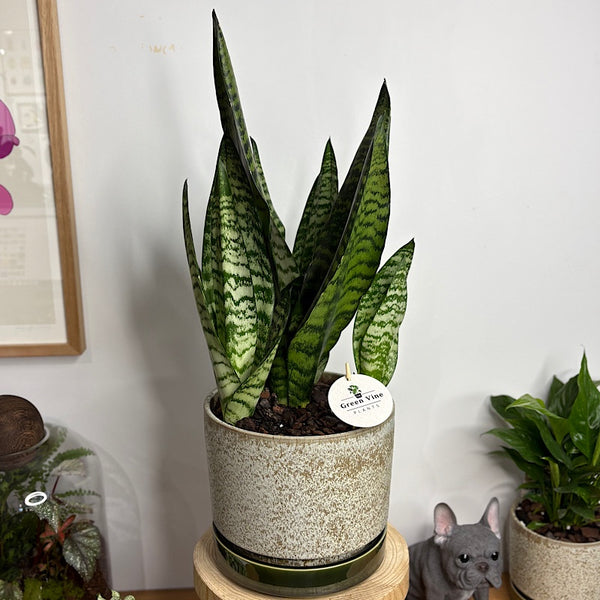 Robusta Snake Plant in Large Pollock pot Limestone