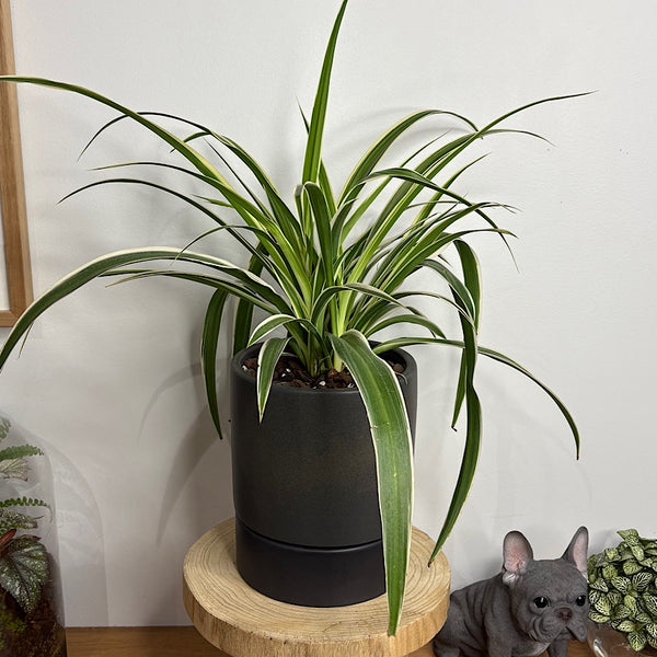 Spider Plant in Medium Kelly Pot Black