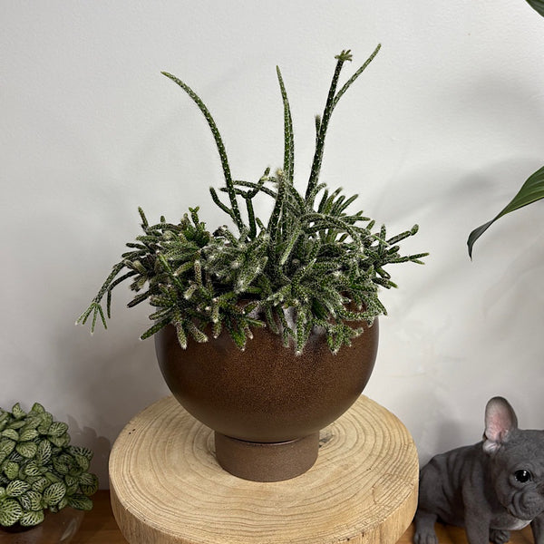 Rhipsalis Pilocarpa in Small Orbit Pot Coffee