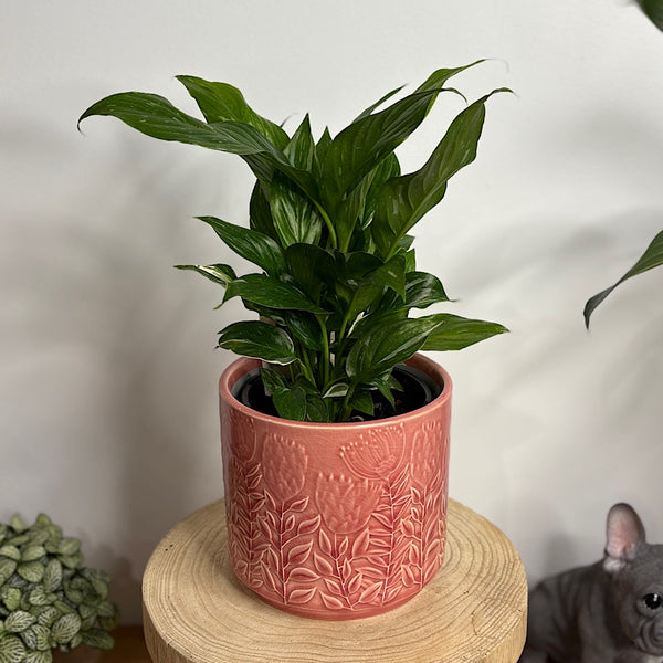 Domino Peace Lily in Protea Pot Pink
