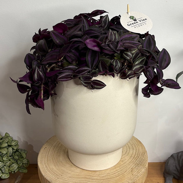 Tradescantia Zebrina Spiderwort in Large Comet Planter Oatmeal
