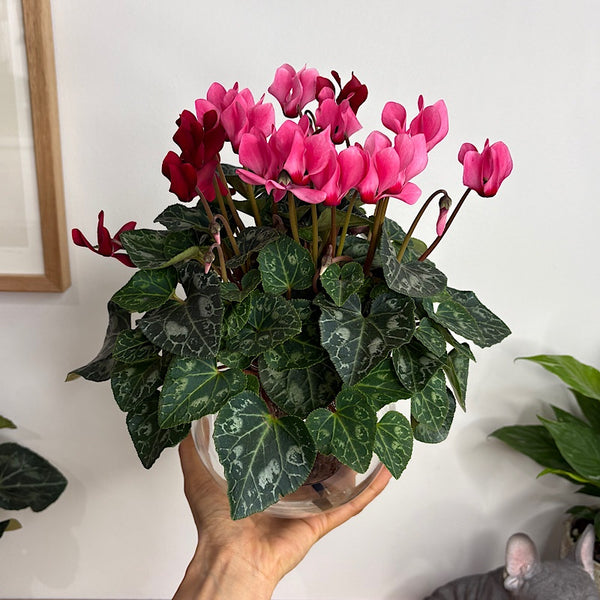 Cyclamen Pink and Red in Medium Self Watering Glass Pot