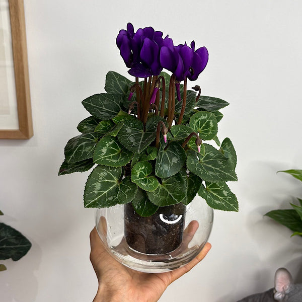 Cyclamen Deep Purple in Medium Self Watering Glass Pot