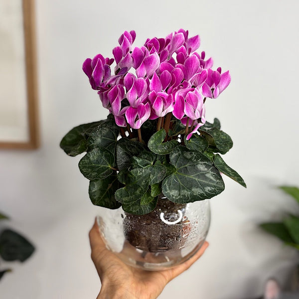 Cyclamen Allure Flame Purple in Medium Self Watering Glass Pot