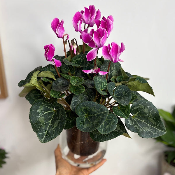 Cyclamen Allure Flame Purple in Large Glass Self Watering Pot