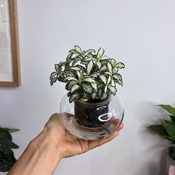 Fittonia White/Green in Small Self Watering Glass Pot