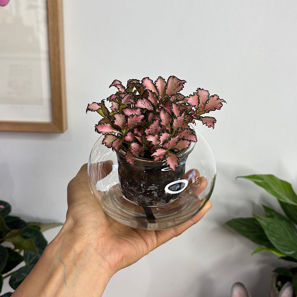 Fittonia Pink in Small Self Watering Glass Pot