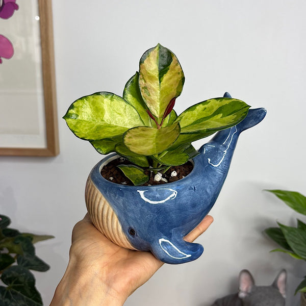 Hoya Australis in Reef Whale Planter