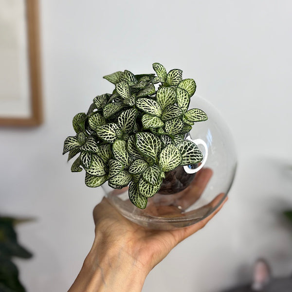 Fittonia White/Green in Medium Tilted Self Watering Glass Pot