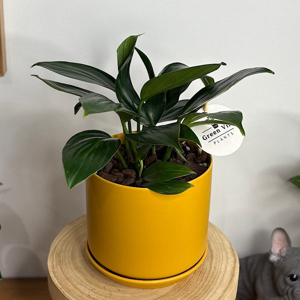 Epipremnum Pinnatum Dragons Tail in Medium Oslo Pot Tobacco