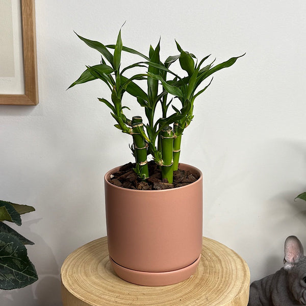 Lucky Bamboo in Small Oslo Pot Dusty Rose