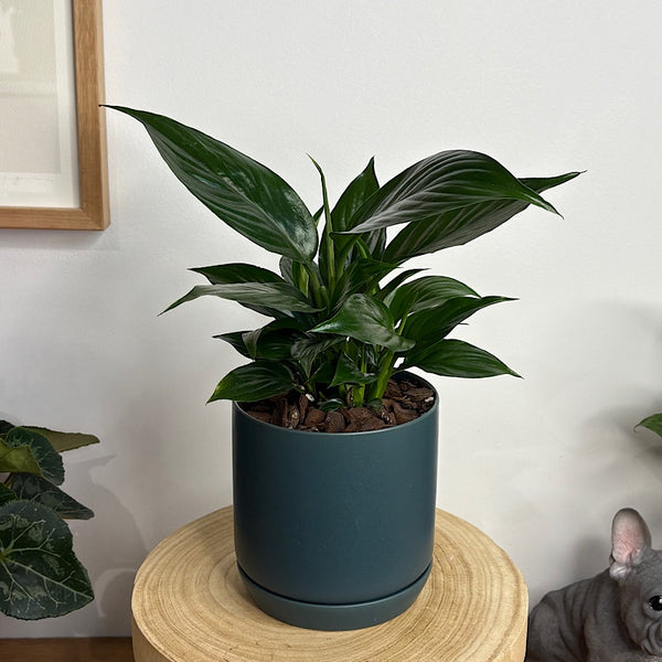 Peace Lily in Small Oslo Pot Navy