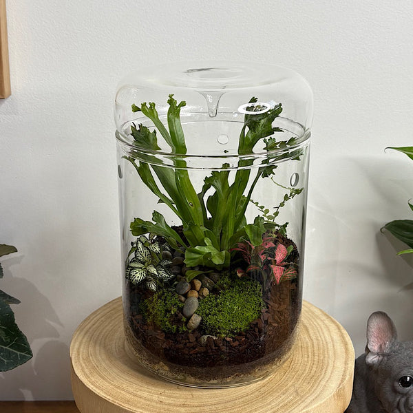 Astrid Tall Drip Terrarium with Ferns and Fittonias