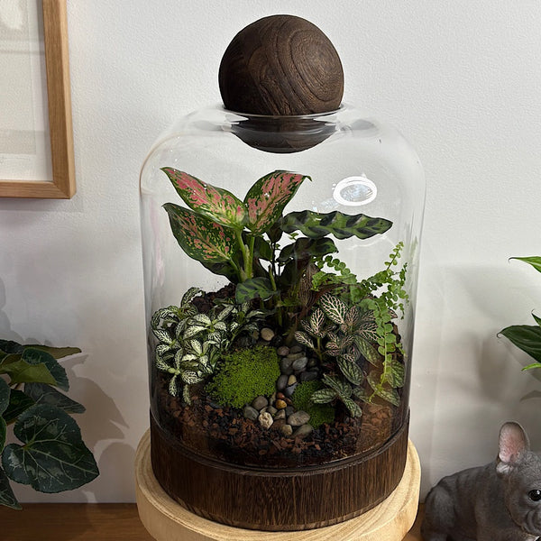 X-Large Helga Terrarium with Lush Forrest with Timber Base and Ball #0502