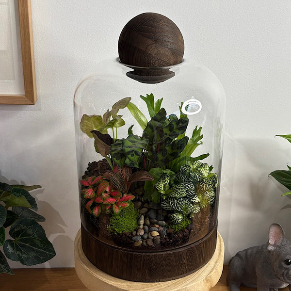 X-Large Helga Terrarium with Lush Forrest with Timber Base and Ball #1912