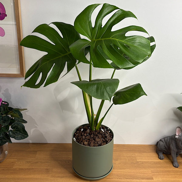 Monstera Deliciosa in Large Oslo Pot Eucalyptus